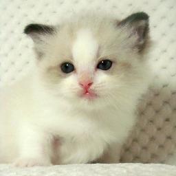 Profile Picture of Lori Kolb (@GlensLorelei) on Twitter