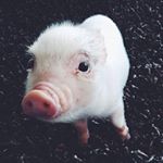 Profile Picture of Kevin Bacon (@kevinpigbacon) on Instagram