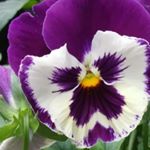 Profile Picture of Debora Michayluk (@deboramichayluk) on Instagram