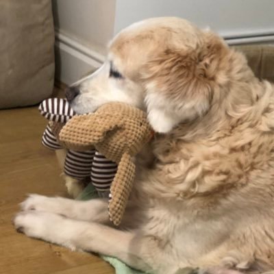 Profile Picture of Dawn Allard (@bruno1cat) on Twitter