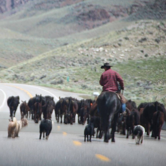 Profile Picture of Kim Sasser (@kimsasser446) on Poshmark