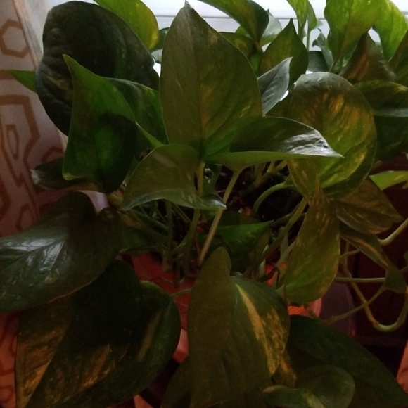 Profile Picture of Pamela Walker (@show462) on Poshmark