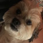 Profile Picture of Tommy Haxton (@thomas_haxo) on Instagram