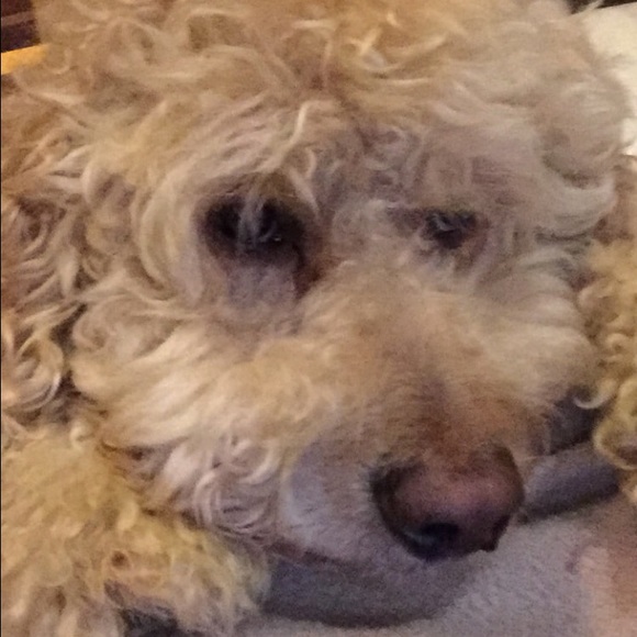 Profile Picture of Sarah Rollman (@srollman821) on Poshmark