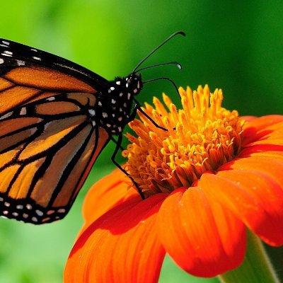 Profile Picture of Sherry Swain (@SherrySwain16) on Twitter