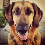 Profile Picture of David Pet Sitter (@david_petsitter) on Instagram