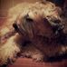 Profile Picture of Max Hoffman Lampert (Maxie) (@max.h.lampert) on Facebook