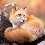 Profile Picture of alices_fox (@alices_fox) on Instagram