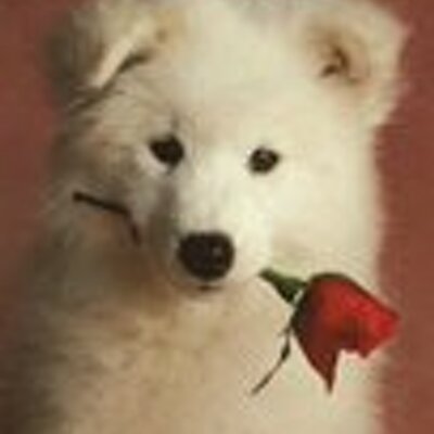 Profile Picture of Robert (@robert_awad) on Twitter