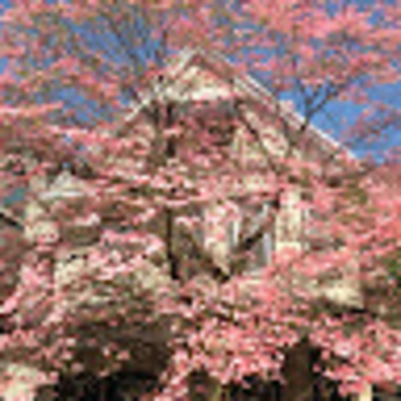 Profile Picture of Rivky Lehrfield (@binriv711) on Poshmark