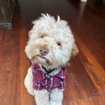 mr_benjamin_arthurs_brother_ - Instagram Profile Picture of mr_benjamin_arthurs_brother_ (@mr_benjamin_arthurs_brother_) on Instagram