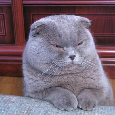 Profile Picture of George Bou Chedid (@GeorgeBouChedi1) on Twitter