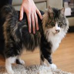 Profile Picture of peaked Tamara (@goldfinches_zac) on Instagram