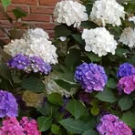 Profile Picture of Ines Brandes (@Ines-Brandes) on Facebook