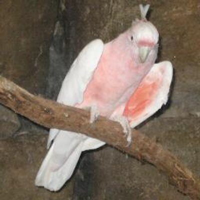 Profile Picture of Claudia Jean Ziegler (@cjziegler2010) on Twitter