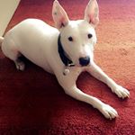 Profile Picture of Brian Mcilwaine (@brianenglishbullterrier) on Instagram