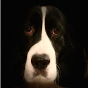 Profile Picture of Oleg Nikitenko (@olegnikitenko2949) on Youtube