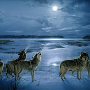 Profile Picture of Nancy Harris (@nancyharris3310) on Youtube