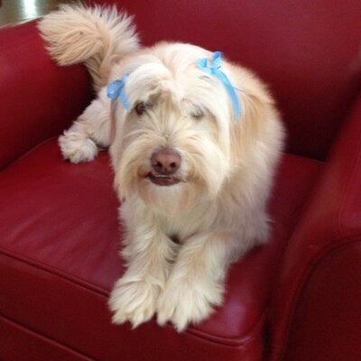 Profile Picture of Susan Keen (@susanbullenkeen) on Twitter