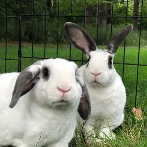 Profile Picture of Sage1214 (@mojolumpkins) on Tiktok