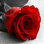 Profile Picture of Christine Raymond (@its_almost_chrissy_christmas) on Instagram