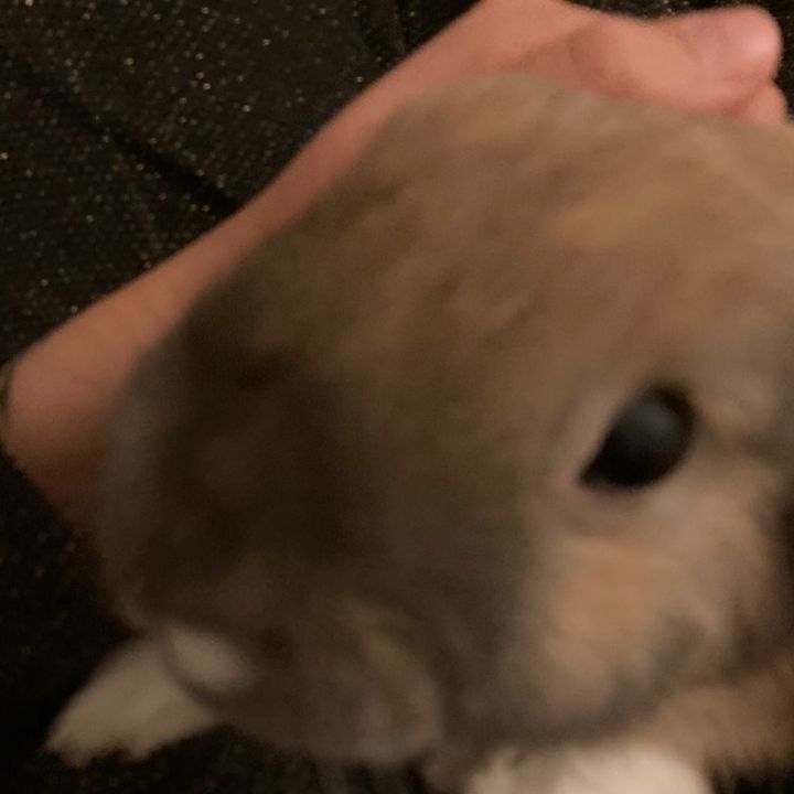 Profile Picture of Thomas, Mette og Boullette (@thomas.mette.og.bullette) on Tiktok