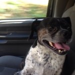 Profile Picture of Bill Corey (@1980scout) on Instagram