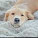 Profile Picture of Samantha Daniel Sargent (@sam3sargent) on Pinterest