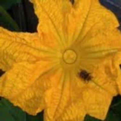Profile Picture of John Holmes (@NewickPea) on Twitter