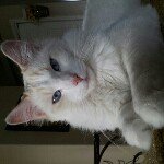 Profile Picture of Nancy (@dragonflywisdom) on Instagram