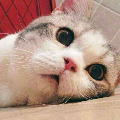 Profile Picture of Super.Song (@NickDouglas_Z) on Twitter