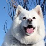 Profile Picture of Kae ono (@kae_mofu) on Instagram