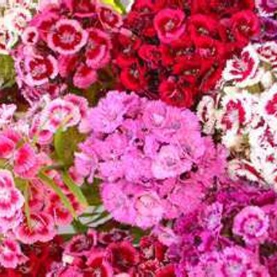 Profile Picture of Mohammed Ramzan (@ramzan5211) on Twitter