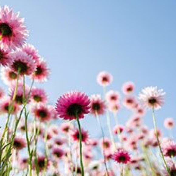 Profile Picture of Jacqueline Pizzimenti (@jackiepizz) on Poshmark