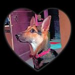 Profile Picture of Jennifer | German shepherd (@jenny_the_germanshepherd) on Instagram