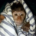 Profile Picture of BUKAN MONYET BIASA 👹 (@mateo.simonyet_) on Instagram