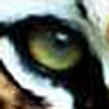 Profile Picture of Mohammed Siraj (@fagnem) on Flickr
