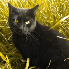 BRIANNA MANYRATH - Pinterest Profile Picture of BRIANNA MANYRATH (@briannamanyrath) on Pinterest