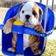 Profile Picture of Peter Labrador (Periquito do banhado) (@Peter-Labrador) on Facebook