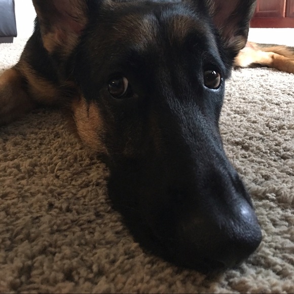 Heidi Roseberry - Poshmark Profile Picture of Heidi Roseberry (@heidirdh12) on Poshmark