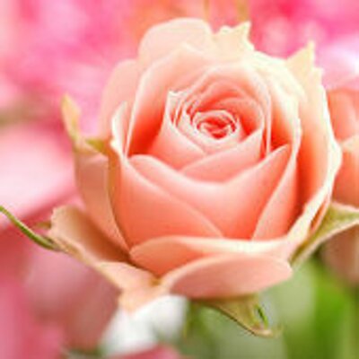 Profile Picture of Mika Inoue (@micarin1) on Twitter