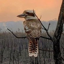 Profile Picture of C. Renee James (@drcrj) on Twitter