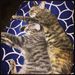 Profile Picture of Robin Clapp (@rclapp99) on Pinterest