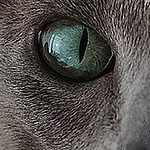 Profile Picture of Franklin van Buren (@greadient) on Flickr