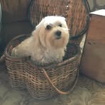 Profile Picture of Carol Wolfe (@carol.wolfe.535908) on Facebook