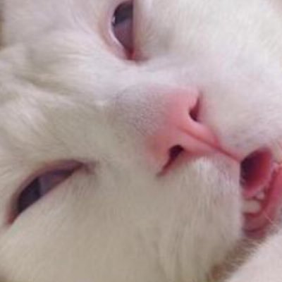 Profile Picture of Randy Mancia (@Frick_Frack_Pat) on Twitter
