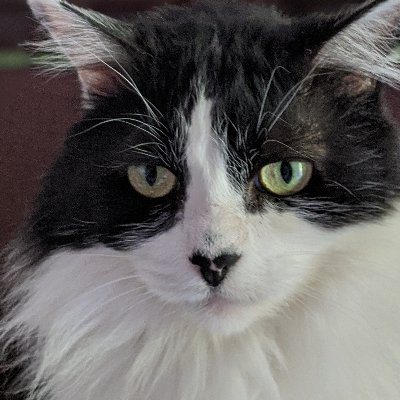 Profile Picture of Daniel P. Mattes (@danielpmattes) on Twitter