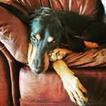 Profile Photo of Buddy Cox (@buddy_the_suburban_coonhound) on Instagram