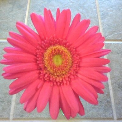 Profile Picture of Pam Betts (@pambetts) on Twitter