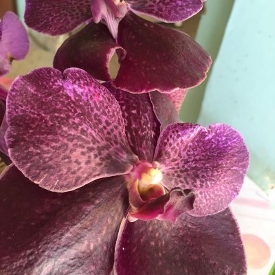 Profile Picture of LUCY APARECIDA GAZOTTO NEVES (@GazottoLucy) on Twitter